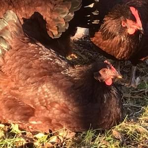 Meet your Posher, Sondra